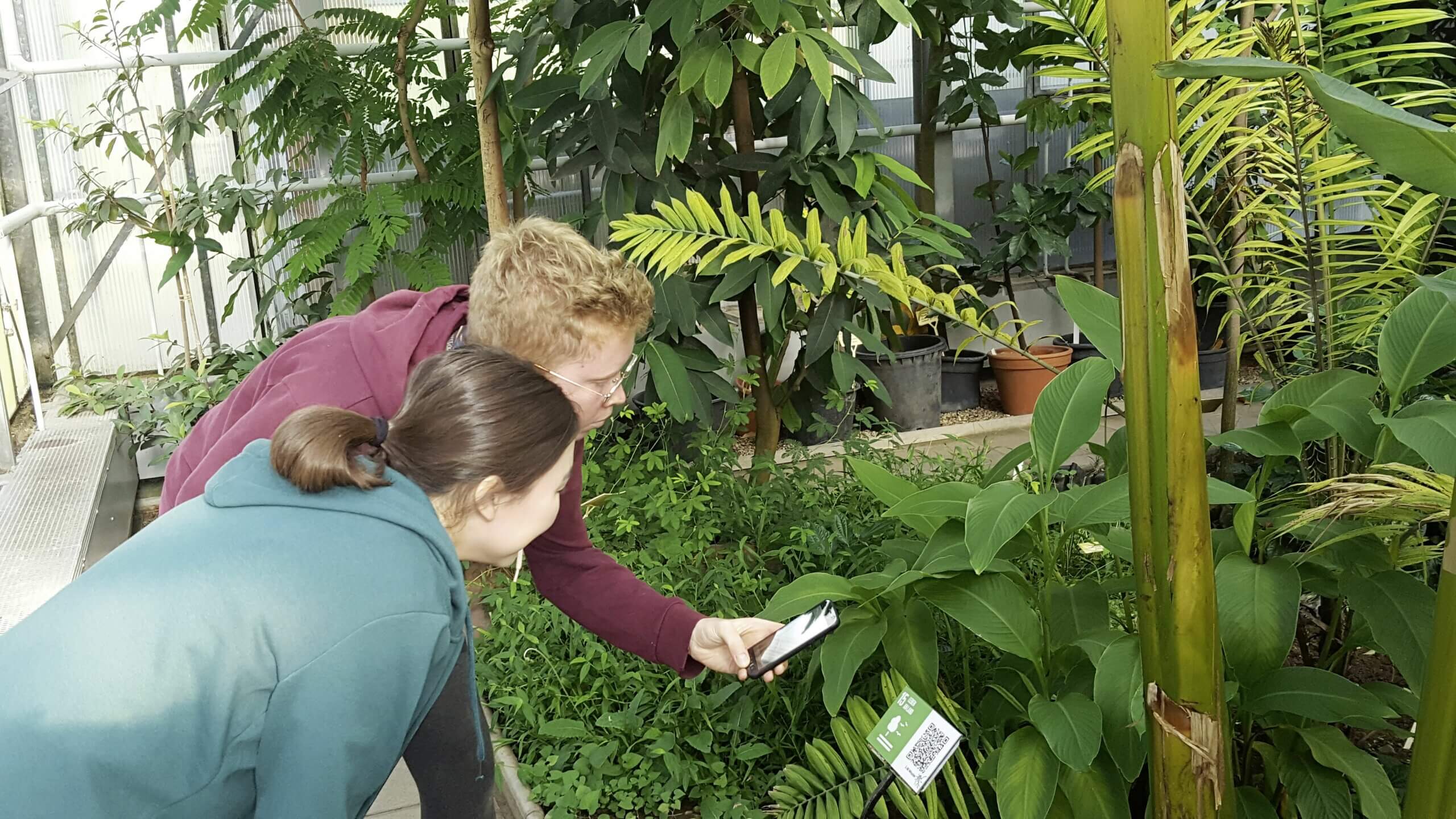 Der QR-Code an der ersten Hörstation wird per Smartphone gescannt, dann startet der Audi-oguide. Foto: © Tropenhaus Witzenhausen