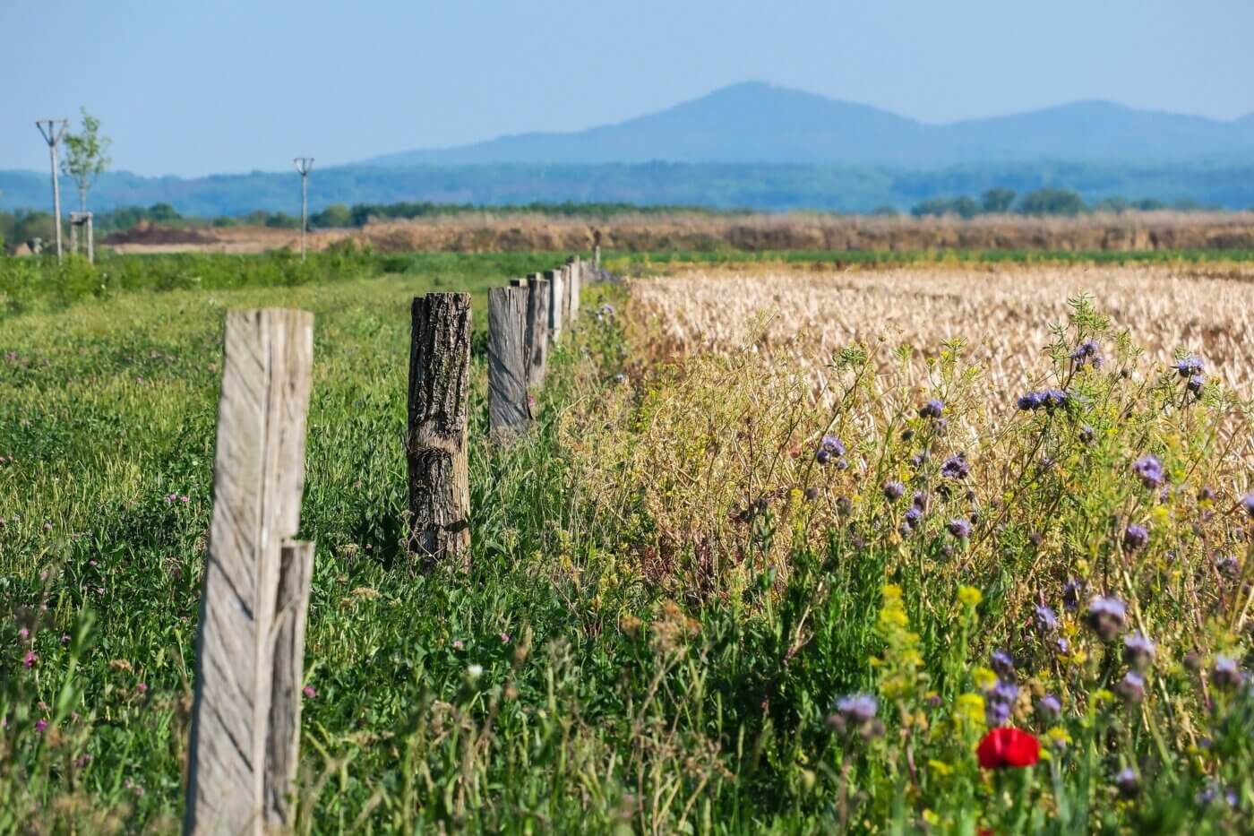Auf dem Foto sieht man ein Feld, am Rand mit Wildblumen bewachsen, mittig Reste eines alten Holzzaunes und im Hintergrund verschleierte Berge.